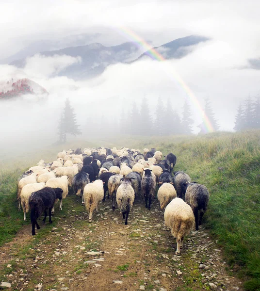 Pecore nei Carpazi dopo la pioggia — Foto Stock