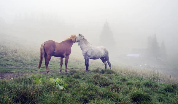 Cavalos nas nebulosas montanhas dos Cárpatos — Fotografia de Stock