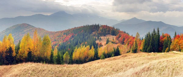 Vista del criceto Gorgan — Foto Stock