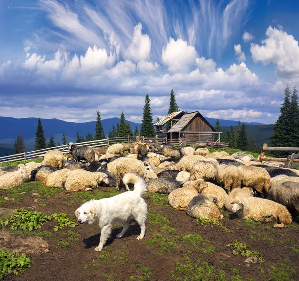 Sheep in the paddock and sheepdog — Stock Photo, Image