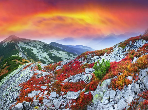 Herbstfarben in den Karpaten — Stockfoto