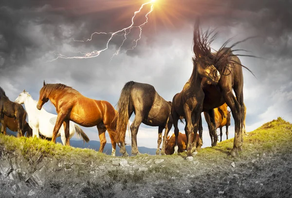 Chevaux au sommet dans un orage — Photo