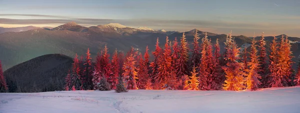 Vilda skogen i jul — Stockfoto