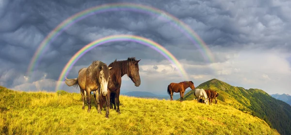 Horses on the mountain top — Stock Photo, Image
