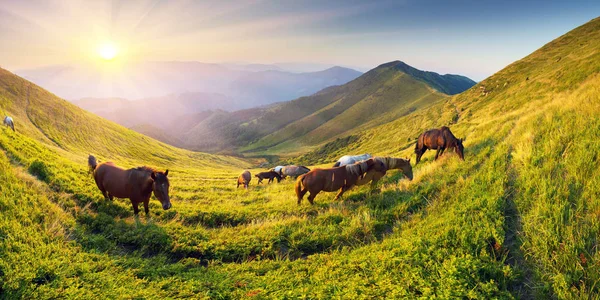 Koně na vrchol hory — Stock fotografie