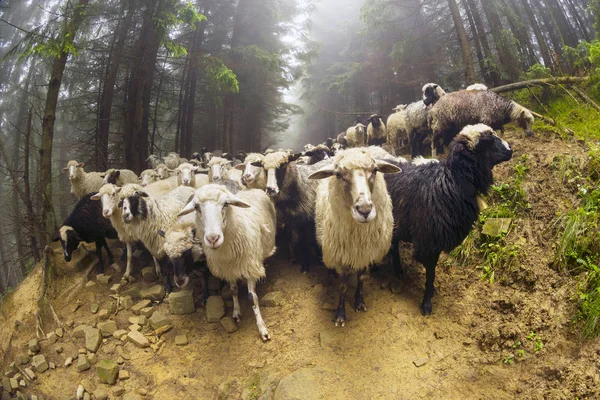 在雾中放牧绵羊 — 图库照片