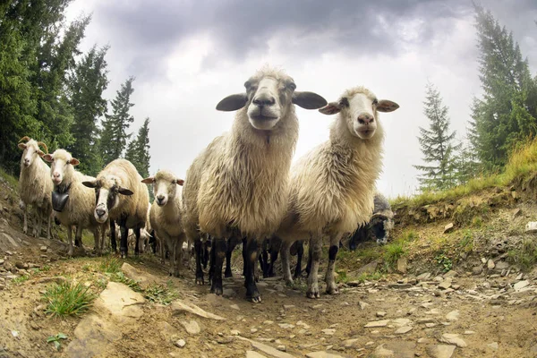 Sheep in Carpathians after the rain — Stock Photo, Image