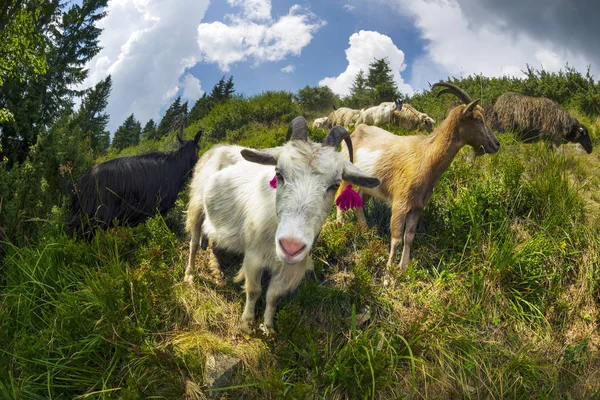 Прикраса молочних тварин на фермі — стокове фото
