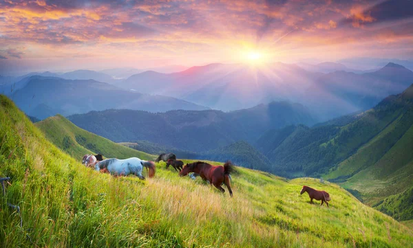 Horses on the mountain top — Stock Photo, Image