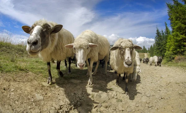 Rebanho de ovelhas em Cárpatos — Fotografia de Stock