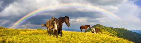 Cavalos no topo da montanha — Fotografia de Stock