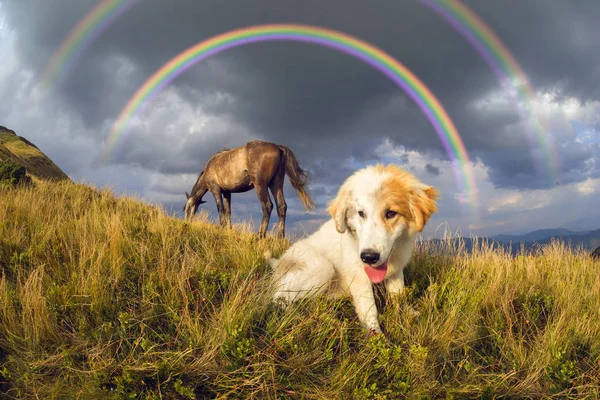 Caballo de montaña y perro pastor —  Fotos de Stock