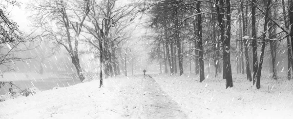 Walking the dog in the fog — Stock Photo, Image