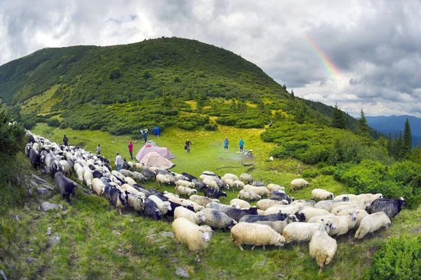 Ποιμένες και πρόβατα Καρπάθια — Φωτογραφία Αρχείου