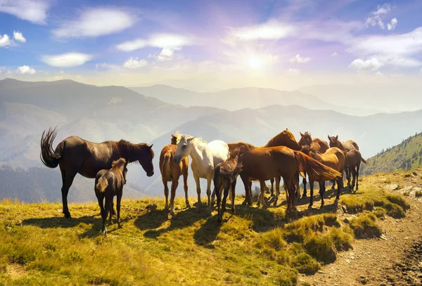 Cavalos no topo da montanha — Fotografia de Stock