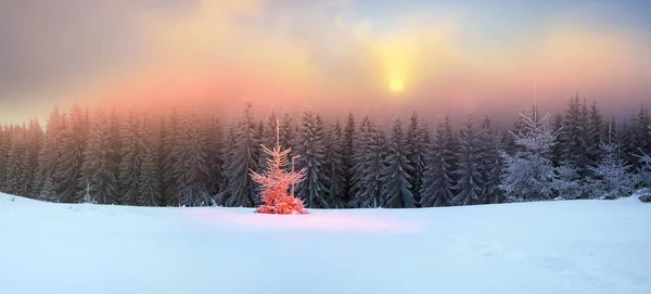 Ormandaki Noel sihirli ağaç — Stok fotoğraf
