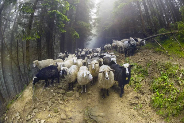 Овцы пасутся в тумане — стоковое фото