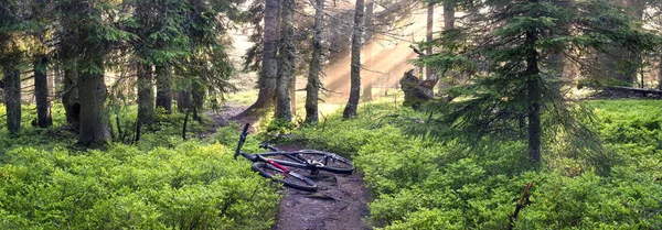 Mountain bike lying in forest trail — Stock Photo, Image