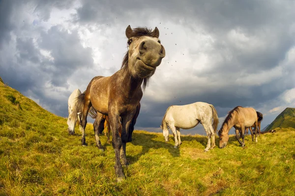 Grazing caballos salvajes en las pistas — Foto de Stock