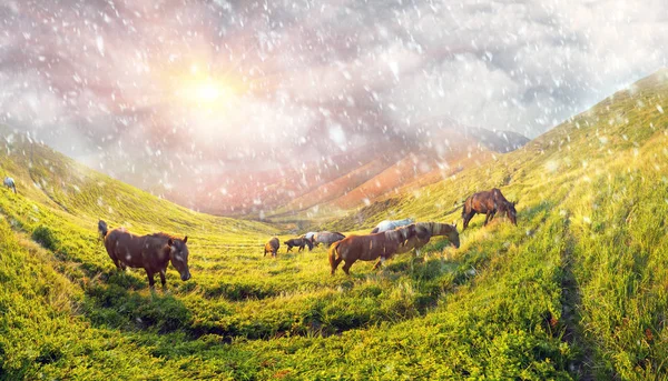 Floresta de neve sobre a manada de cavalos — Fotografia de Stock