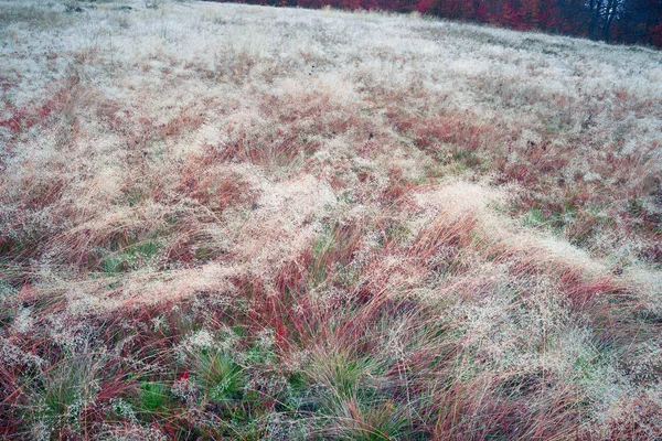 Gras mit Tau im Morgengrauen — Stockfoto