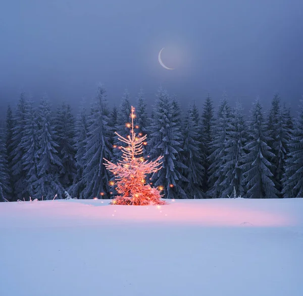 Zauberbaum an Weihnachten im Wald — Stockfoto