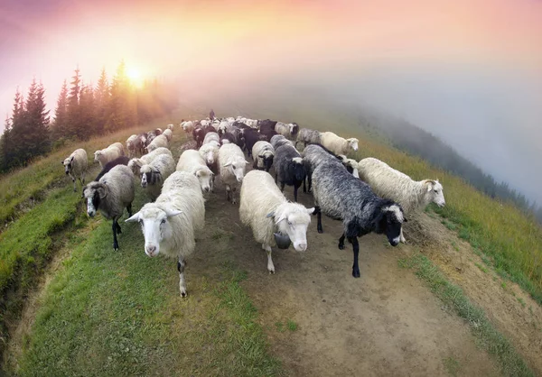 Sheep in Carpathians after the rain — Stock Photo, Image
