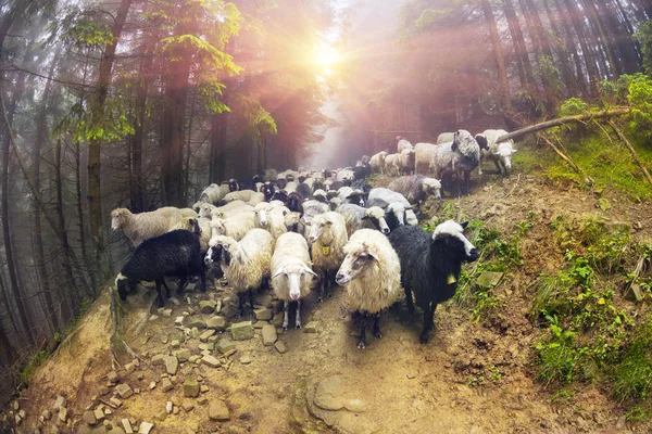 Pâturage des moutons dans la brume — Photo