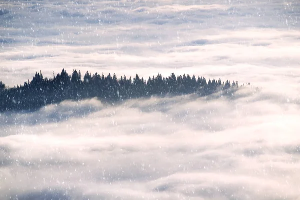 Sea fog on a mountain valley in the Carpathians — Stock Photo, Image