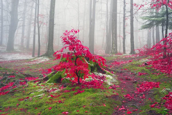 Floresta no outono Bubnyshche — Fotografia de Stock