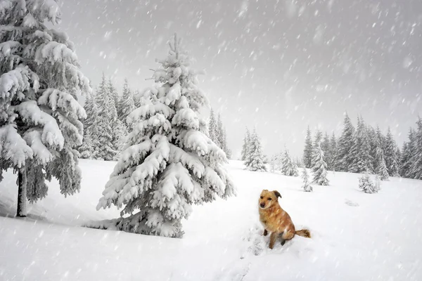 Σκυλί στο χειμώνα Καρπάθια Όρη — Φωτογραφία Αρχείου