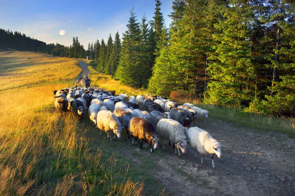 Pastýř a ovce Karpaty — Stock fotografie