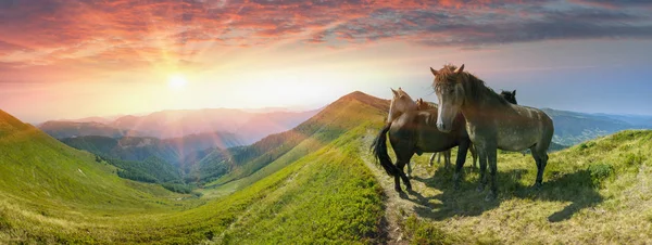 Cavalos no topo da montanha — Fotografia de Stock