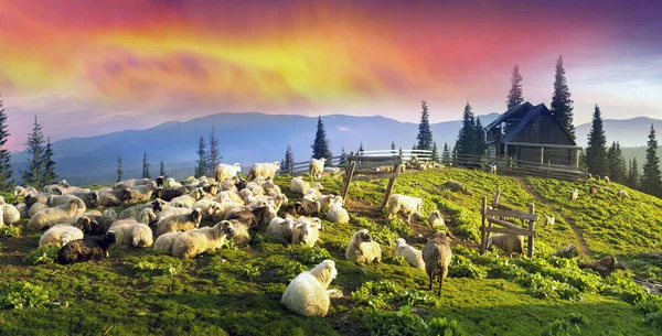 Schafe in den Karpaten — Stockfoto