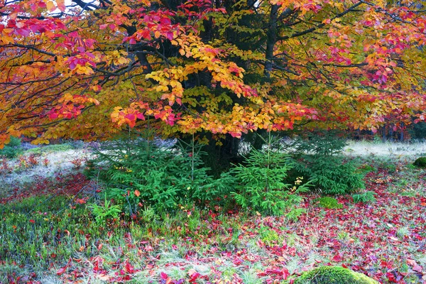 Autumn in the mountains of Europe — Stock Photo, Image