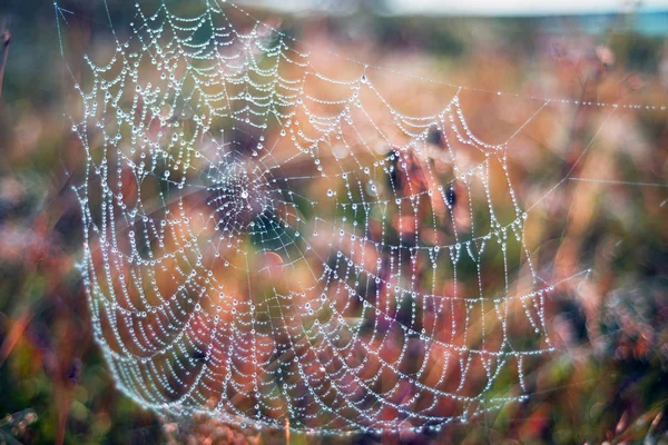 Daggdroppar på ett spindelnät i skogen — Stockfoto