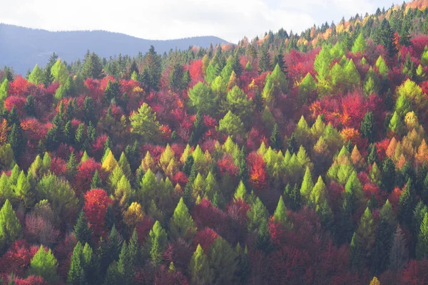 Cold autumn in Precarpathians — Stock Photo, Image