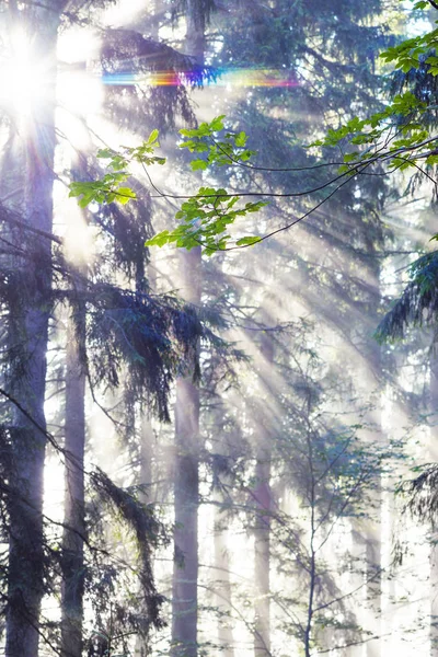 Rayons dorés de la forêt d'épinettes — Photo