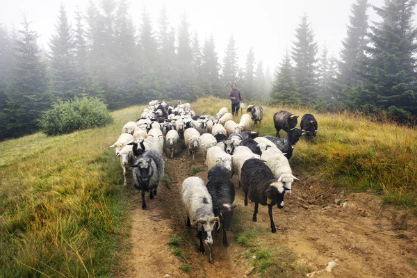 Pásztor és juhok Kárpátok — Stock Fotó