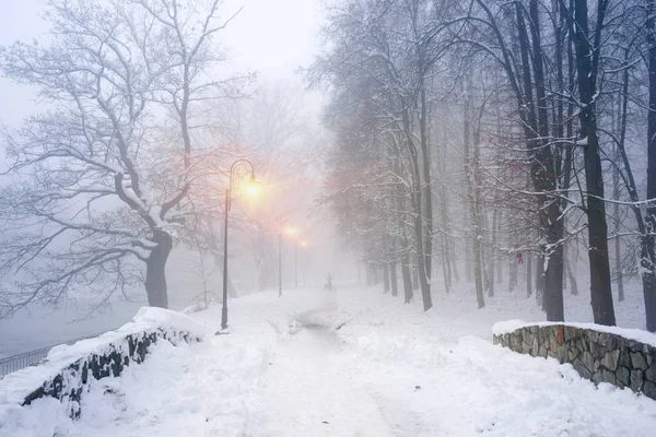 Ausführen des Hundes im Nebel — Stockfoto