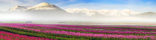 Champ de tulipes dans les Carpates ukrainiennes — Photo