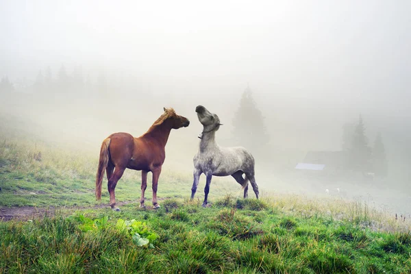 Hästar i dimmigt Karpaterna — Stockfoto