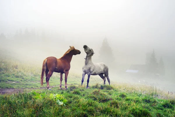 Cavalos nas nebulosas montanhas dos Cárpatos — Fotografia de Stock