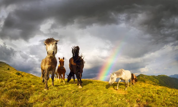 Hästar på bergets topp — Stockfoto