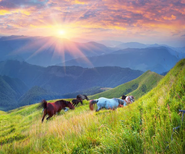 Άλογα στην κορυφή του βουνού — Φωτογραφία Αρχείου
