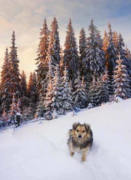 Hond in winter Karpaten — Stockfoto