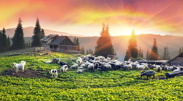 Πρόβατα στα Καρπάθια Όρη — Φωτογραφία Αρχείου