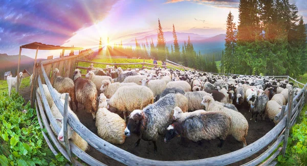 Πρόβατα στα Καρπάθια Όρη — Φωτογραφία Αρχείου