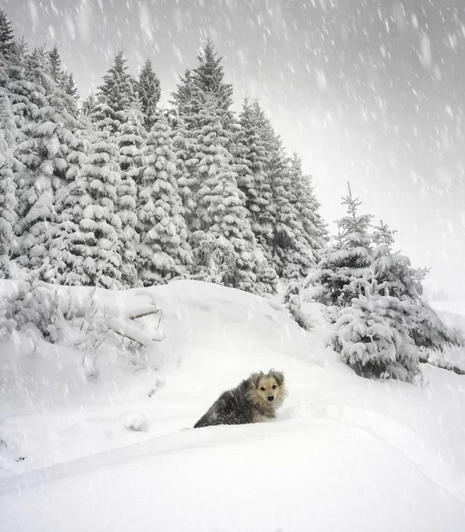 Собака в зимних Карпатах — стоковое фото