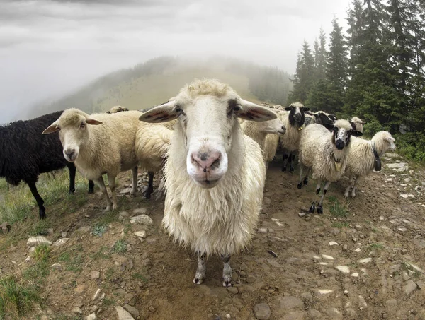 Ovelhas em Cárpatos após a chuva — Fotografia de Stock